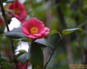 Camellia japonica*