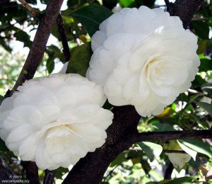 Camellia japonica 'Alba Plena*