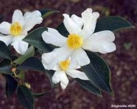 Camellia oleifera*