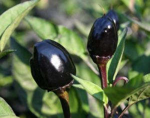 Capsicum annuum \'Black Olive\'