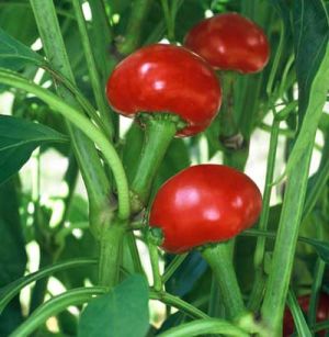 Capsicum annuum 'Hot Cherry'