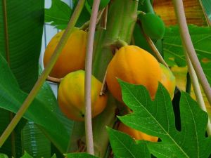 Carica papaya 'Mexican Maridol'