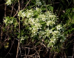 Carphalea pubescens