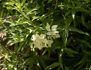 Carphalea pubescens