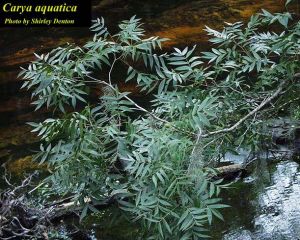 Carya aquatica