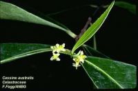 Cassine australis