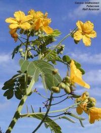 Cassia lindheimeriana