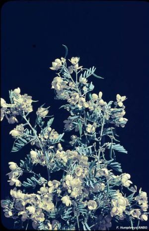 Cassia glutinosa ssp. chatelainiana