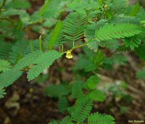 Cassia nicticans