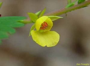 Cassia nicticans