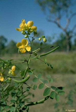 Cassia planitiicola