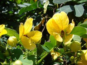 Cassia surattensis Cassia surattensis