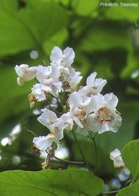 Catalpa speciosa Catalpa speciosa