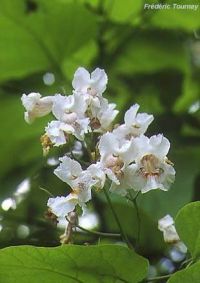 Catalpa speciosa