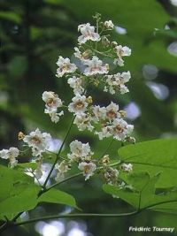Catalpa bignonioides Catalpa bignonioides