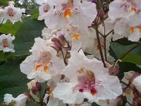 Catalpa bignonioides