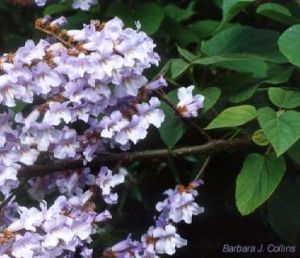 Catalpa bungei