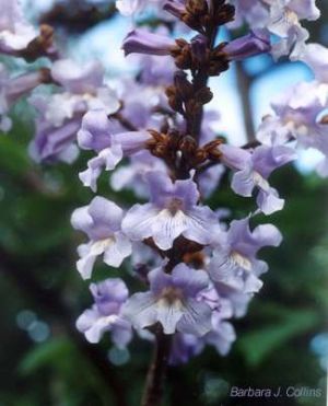 Catalpa bungei