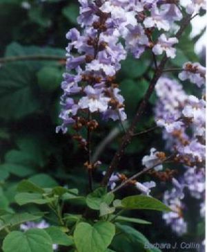 Catalpa bungei