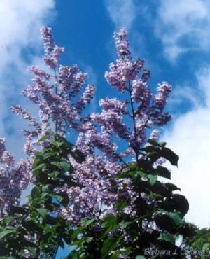 Catalpa bungei