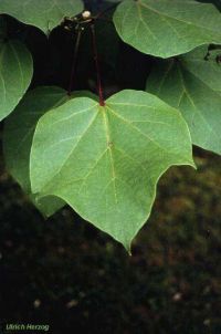 Catalpa ovata