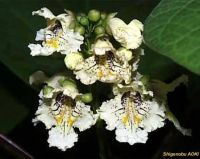 Catalpa ovata