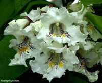 Catalpa speciosa