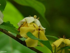 Catunaregam spinosa