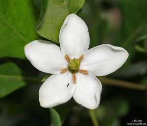 Catunaregam spinosa