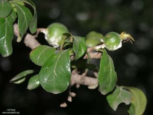 Catunaregam spinosa