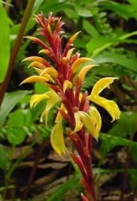 Cautleya gracilis