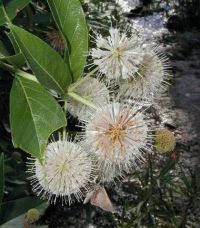 Cephalanthus occidentalis