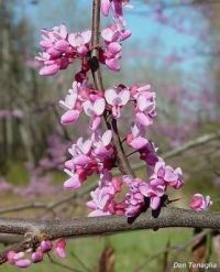 Cercis canadensis Cercis canadensis
