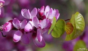 Cercis occidentalis