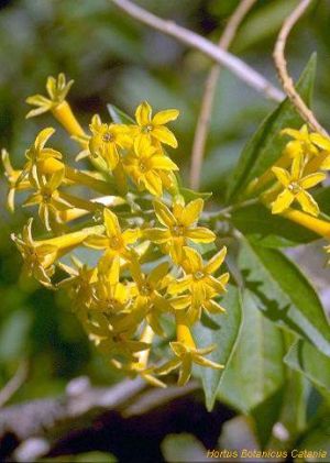 Cestrum parqui