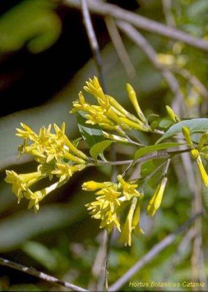 Cestrum parqui