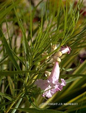 Chilopsis linearis