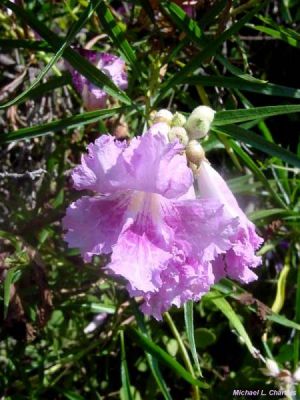 Chilopsis linearis