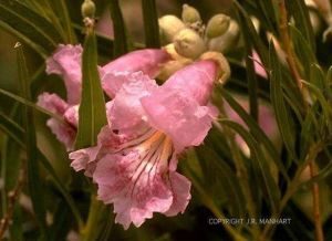 Chilopsis linearis