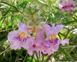 Chilopsis linearis