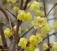 Chimonanthus praecox* Chimonanthus praecox*