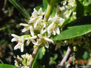 Chionanthus foveolatus Chionanthus foveolatus