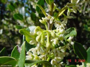 Chionanthus foveolatus