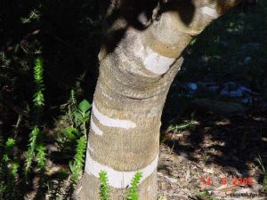 Chionanthus foveolatus