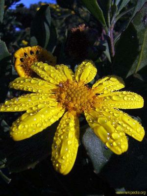 Chrysanthemoides monilifera