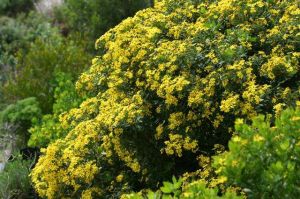 Chrysanthemoides monilifera