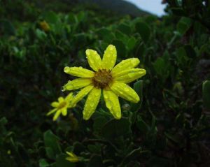 Chrysanthemoides monilifera