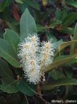 Chrysolepis sempervirens Chrysolepis sempervirens