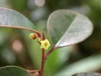 Chrysophyllum oliviforme*