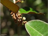 Chrysophyllum oliviforme*